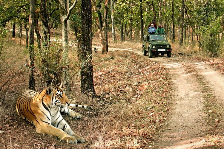Answer the Call of the Wild in Bandhavgarh