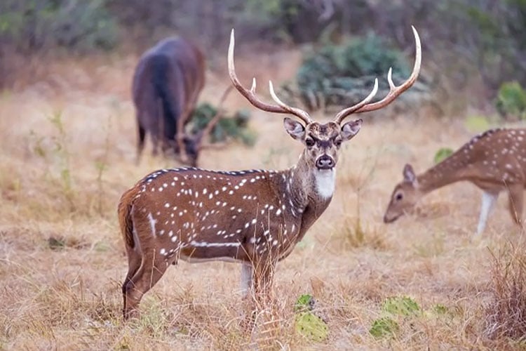 safe-places-to-visit-near-hyderabad-with-covid-guidelines-Pocharam-wildlife-sanctuary