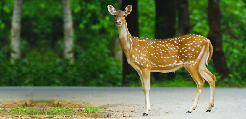 Dandeli National Park in Karnataka