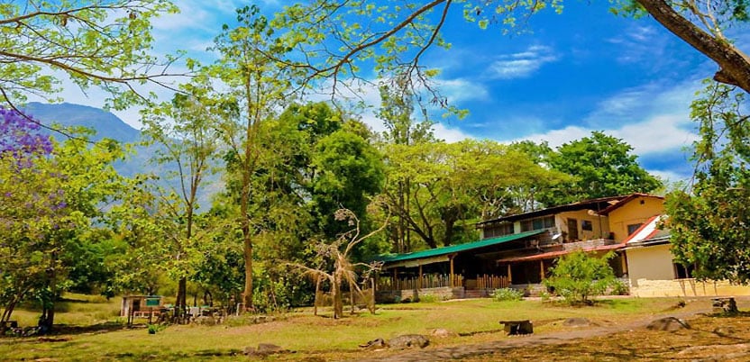 Jungle Hut