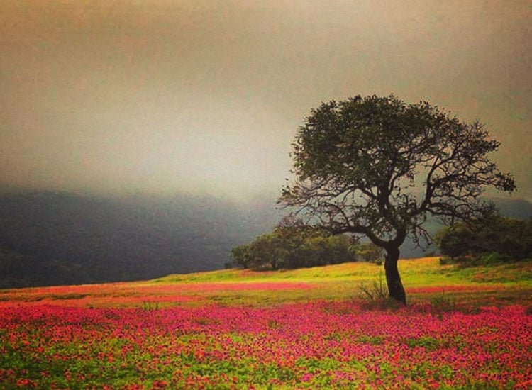 Panchgani
