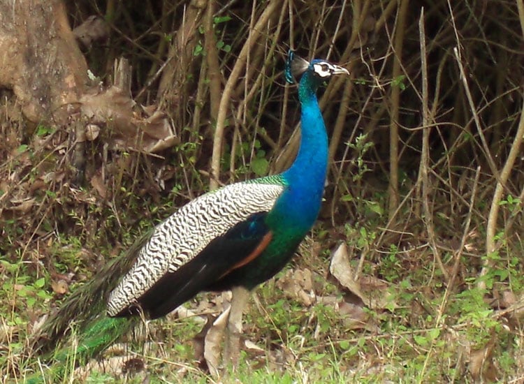 Bandipur National Park