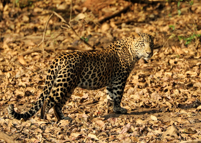 Bhadra-wildlife sanctuary
