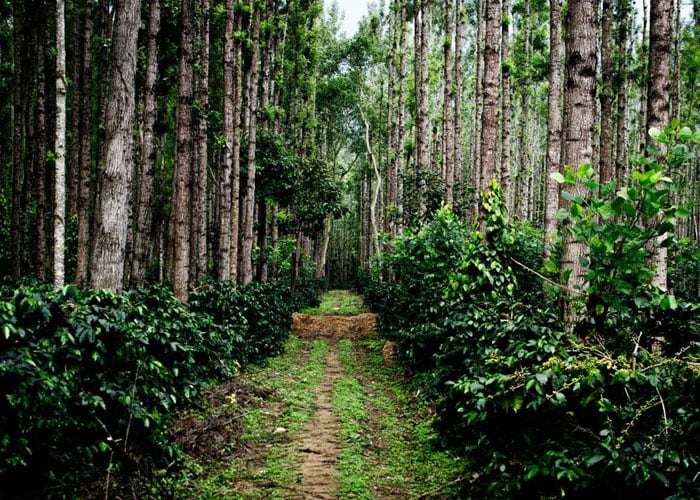 Visit the scenic Coffee Estate in Chikmagalur