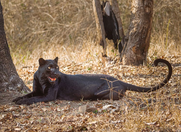 Nagarhole National Park in Karnataka