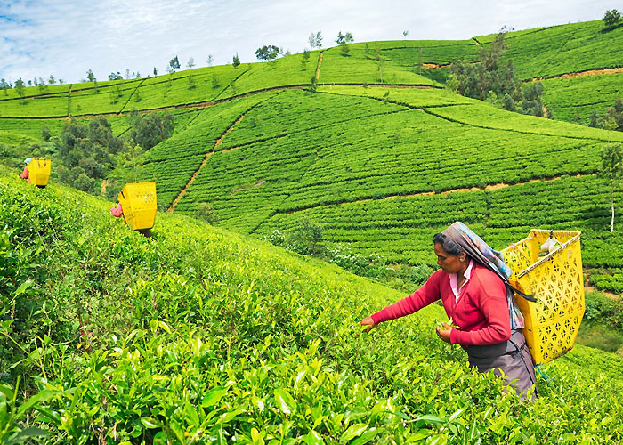 Nuwara Eliya in Sri Lanka
