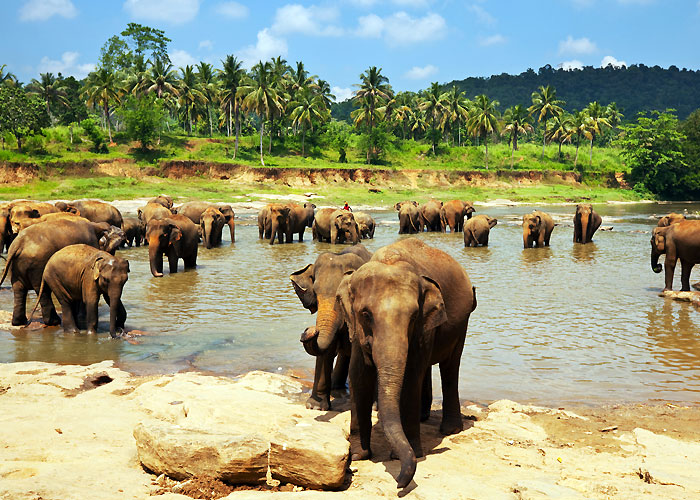 Pinnewala Elephant Orphanage