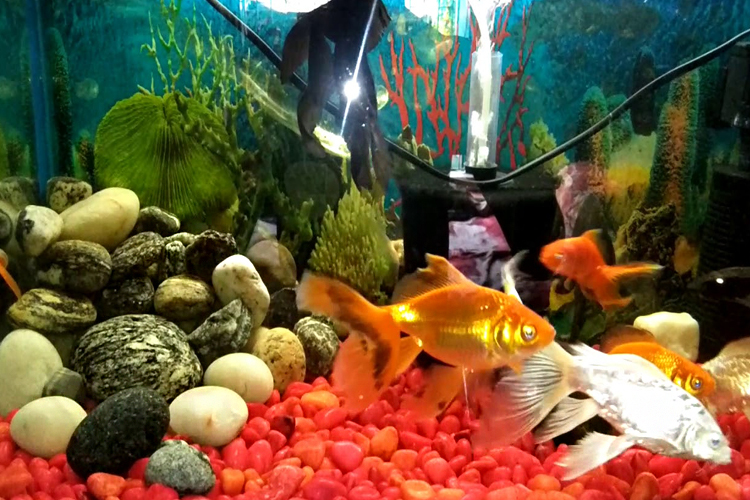 Vizhinjam-Marine-Aquarium