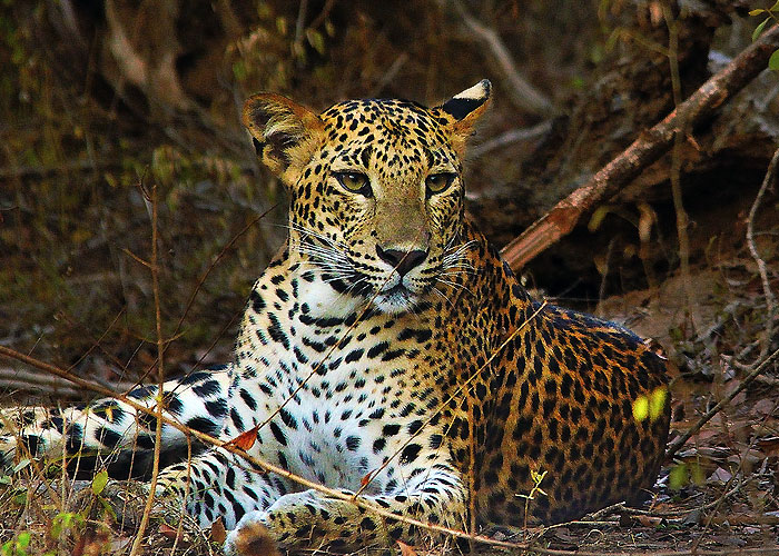 Yala National Park in Sri Lanka