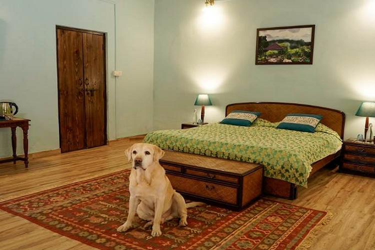 A Dog’s Story Mussoorie Foothills with dog