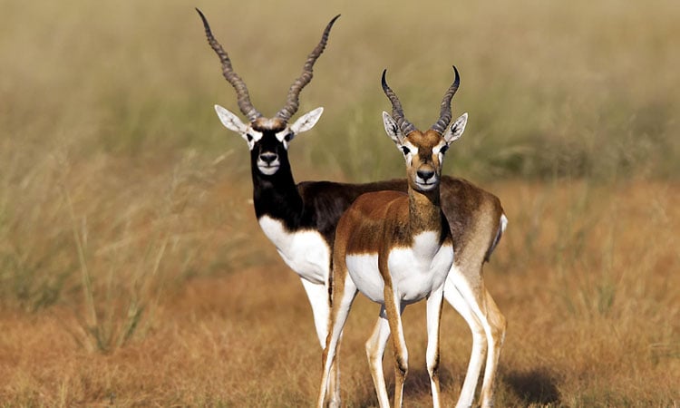 Balukhand-Wildlife-Sanctuary