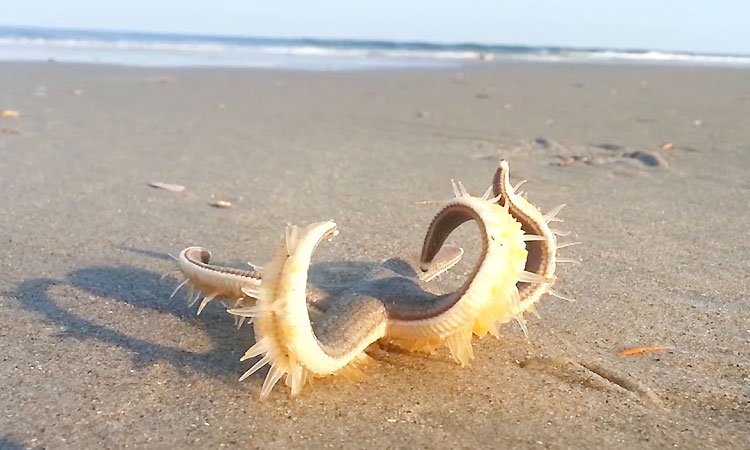 chandipur-beach