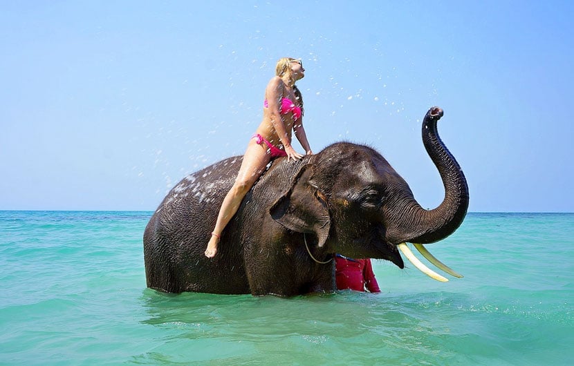 Elephant-Beach