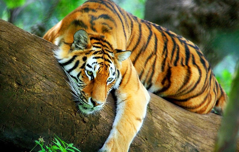 Jungle-Safari