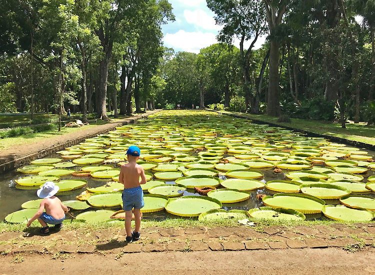 Botanical Garden in Mauritius
