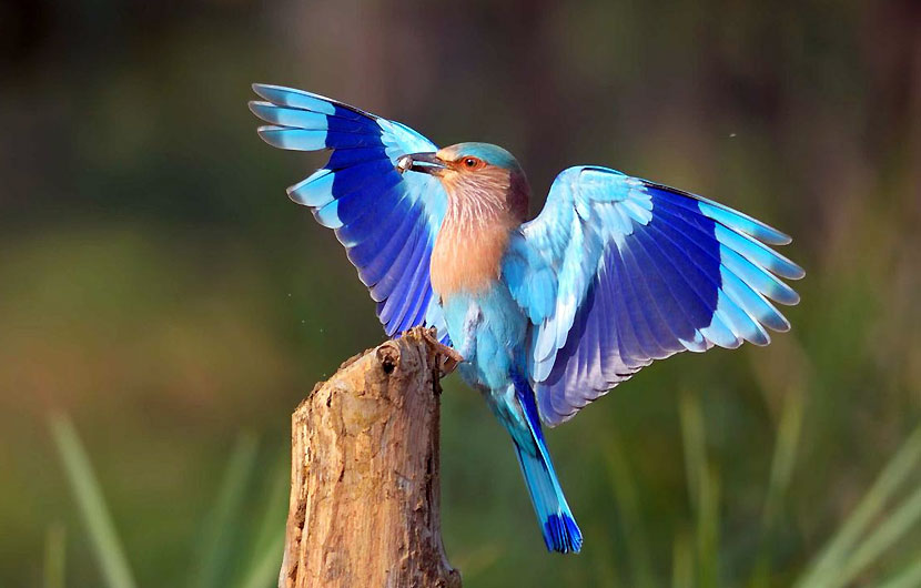 bird-watching