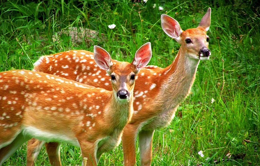 nature-sightseeing