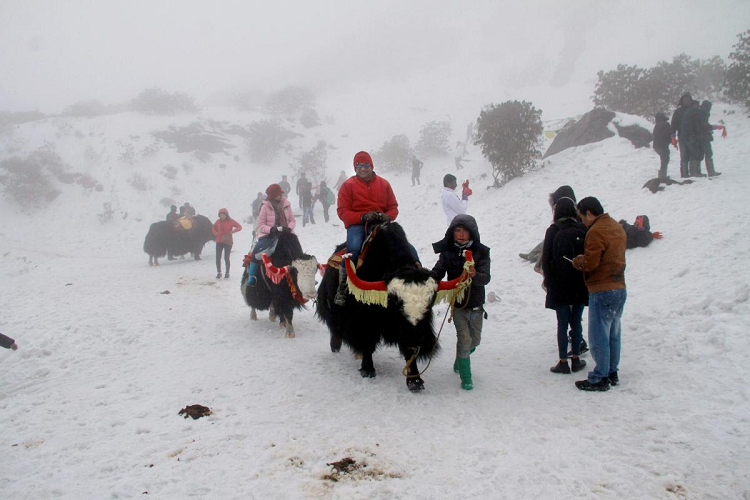 yak ride in gangtok