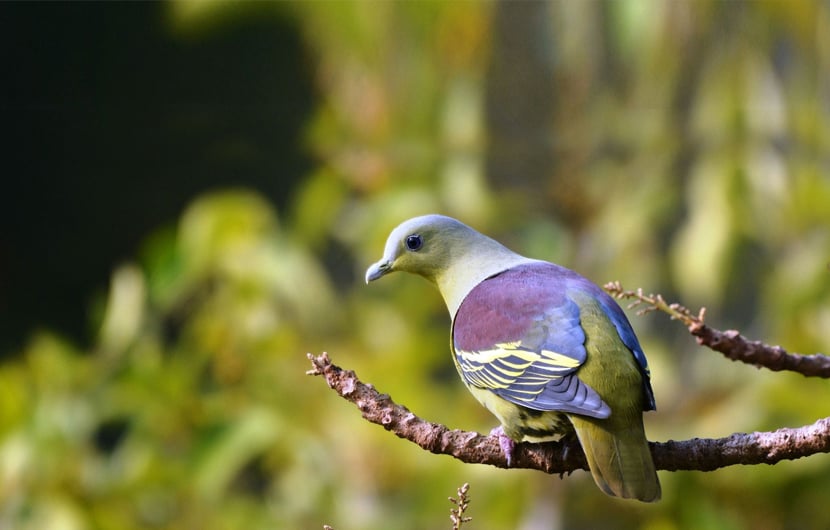 bird-watching-at-chidipya-tapu