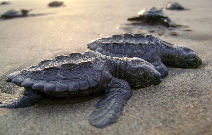 turtle-nesting-in-andaman