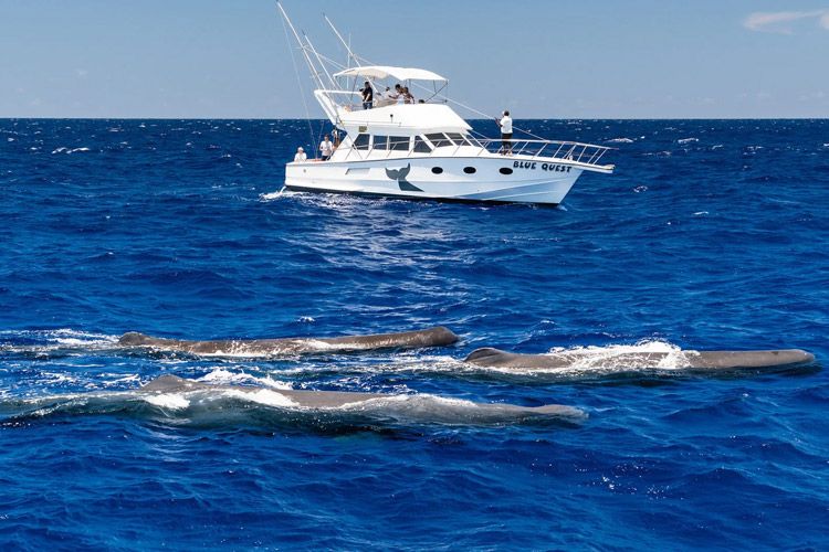 Go Whale Watching