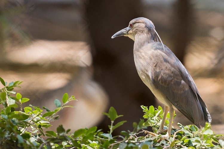 Guindy National Park