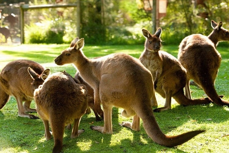 Healesville Sanctuary 