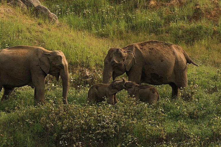 Indira Gandhi Wildlife Sanctuary and National Park