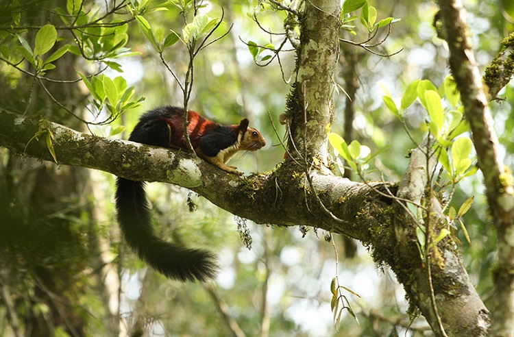 Kalakkad Mundanthurai Sanctuary