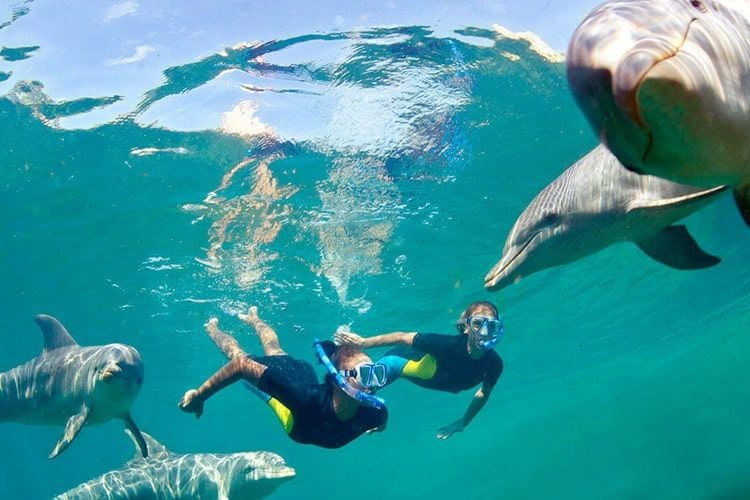 Swim with Dolphins