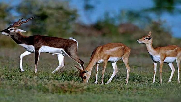 Vallanadu Wildlife Sanctuary
