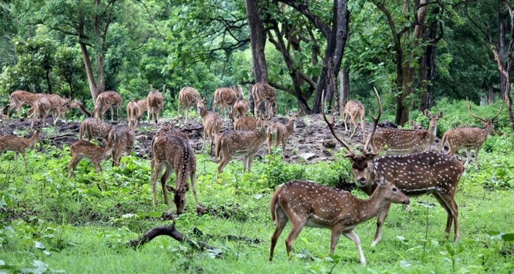 Mudumalai National Park