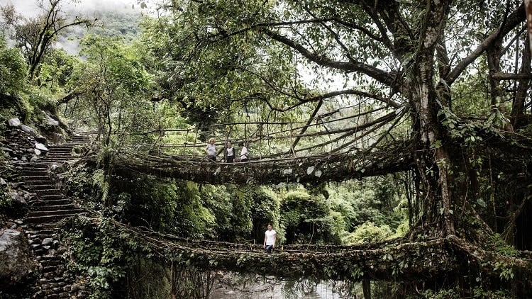 The Iconic Living Root Bridges, Meghalaya