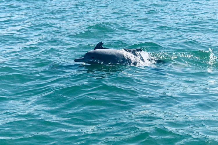 Witness and play with the Dolphins in GOA