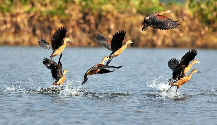 Threat to migratory birds in Majuli!