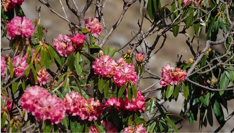 Watch the wildflowers and medicinal plants that dot the landscape
