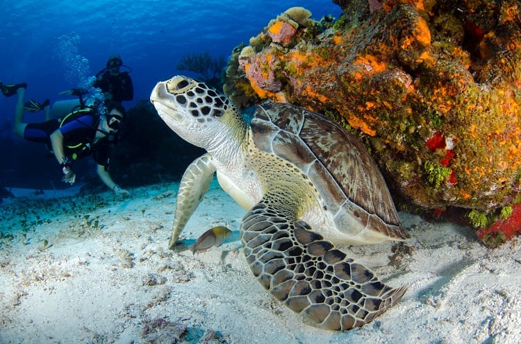 Snorkeling Maldives