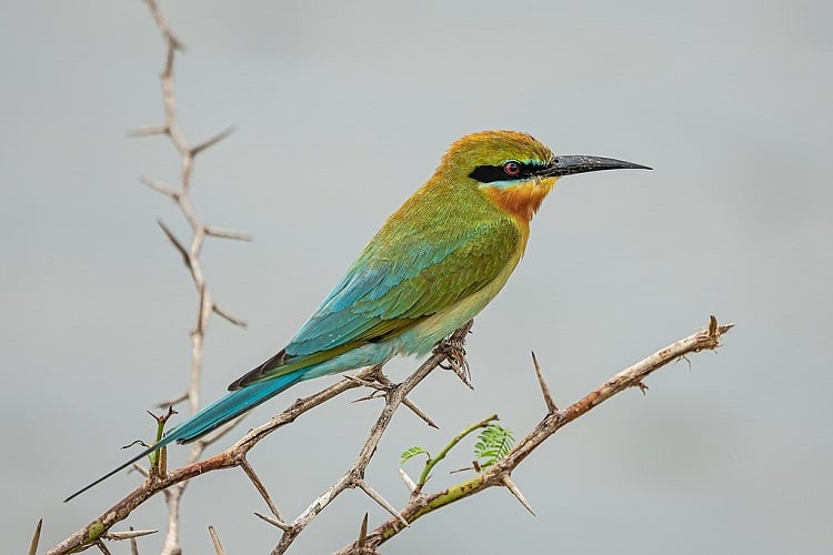Bundala National Park
