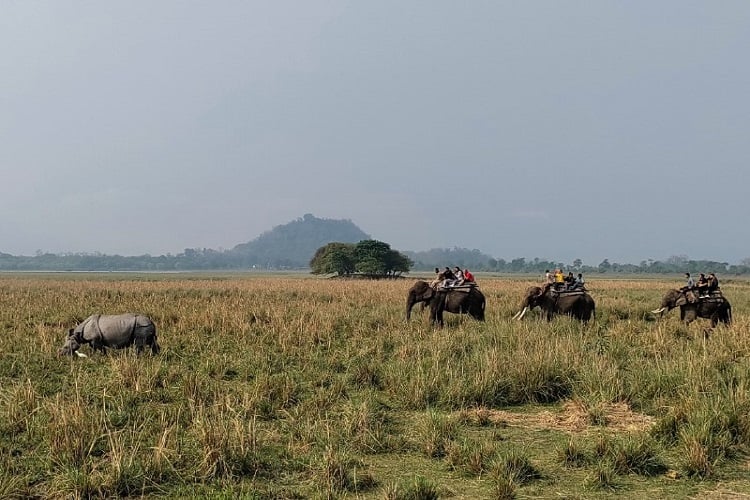 Elephant-Safari
