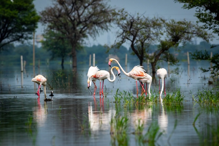 Keoladeo Ghana National Park