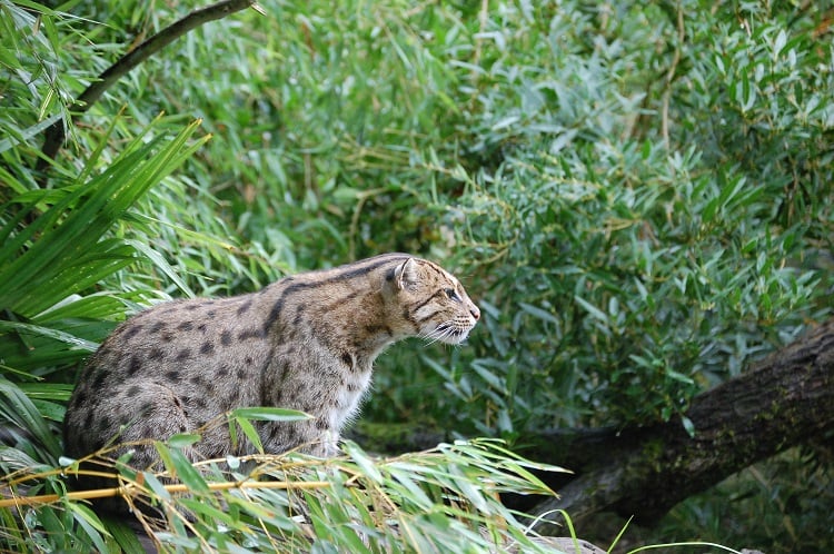 Kumana National Park