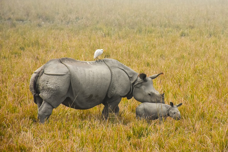 One Horned Rhino with her young baby grazing grass at Pobitora Wildlife Sanctuary Assam