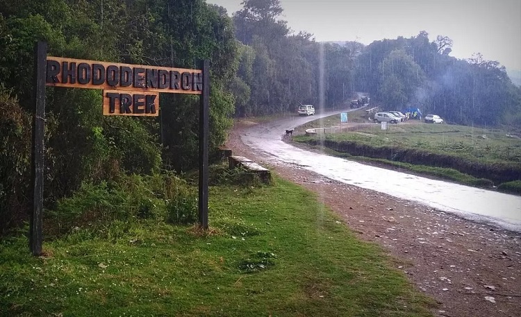 Rhododendron Trek
