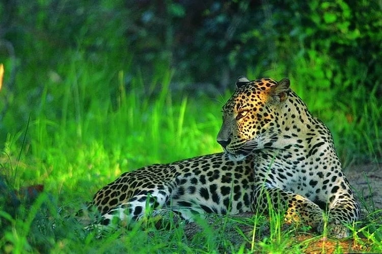 Sinharaja Forest Reserve