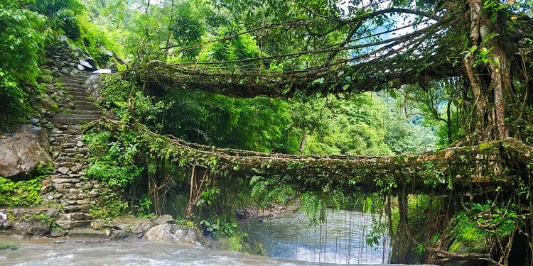 The Living Roots Bridge Trek