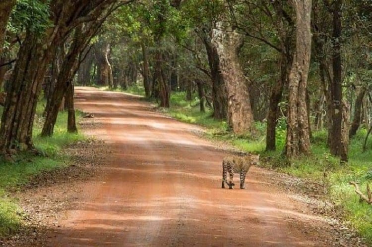 Wilpattu National Park
