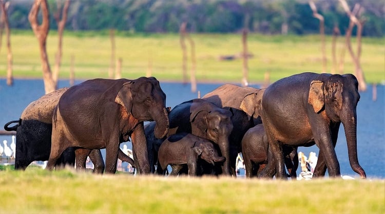 Kaudulla Nature Reserve