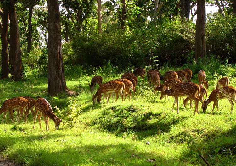 Barnawapara-Wildlife-Sanctuary-Chhattisgarh