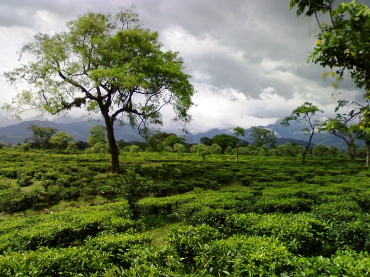 Tea-garden-in-dooars
