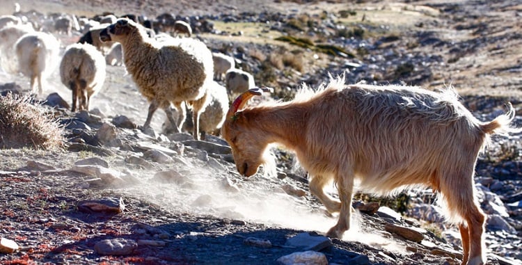 Changthang Wildlife Sanctuary